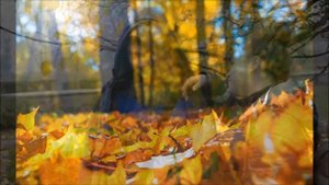 Визитка на "Мисс Осень" в необычном формате