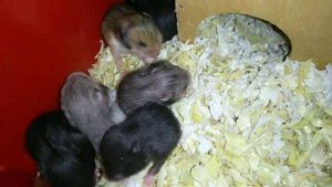 хомячатам две недели