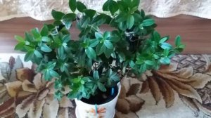 Формировка Азалии