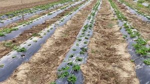 простой способ внесения маточного раствора в корень с помощью электрического опрыскивателя