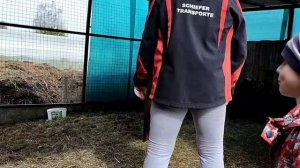 Стрижка романовских овец ✂️ ножницами