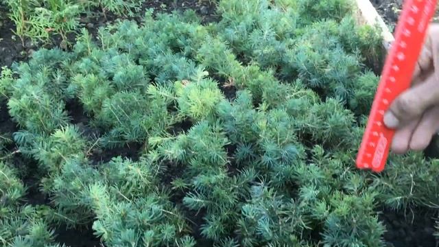 Сеянцы хвойных растений на доращивание в питомнике "Хвойный дворик" - 08.11.2019 смотреть онлайн