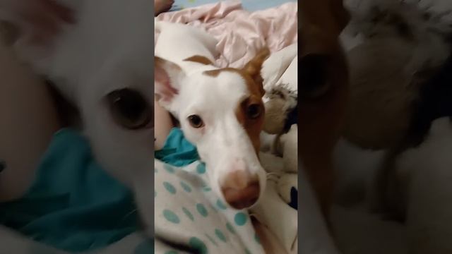 Джек Рассел впадает в спячку)) смотреть онлайн