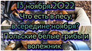 13 ноября 2022 Что есть в лесу, в середине ноября? Польские белые грибы и волежник.