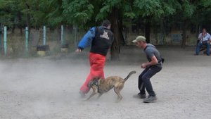 АТАКУЕТ Голландская Овчарка Карма. Дрессировочный центр "СТРАЖ". Одесса. Украина.