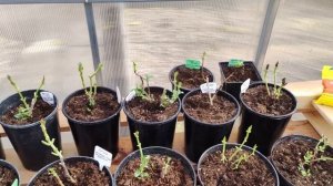 Крупнолистная гортензия в кашпо.Как зимовать.Условия .Последний этап подготовки гортензии к зимовке