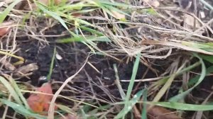 Необычная обработка приствольных кругов около деревьев осенью.