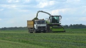 Комбайн Claas Jaguar 870 и грузовик МАЗ 5551 работают на кормах в СПК "Гигант"