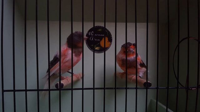 Португальский арлекин 2018 (самцы). Питомник декоративных канареек "Ах, арлекино!" смотреть онлайн