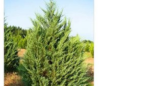 Можжевельник виргинский