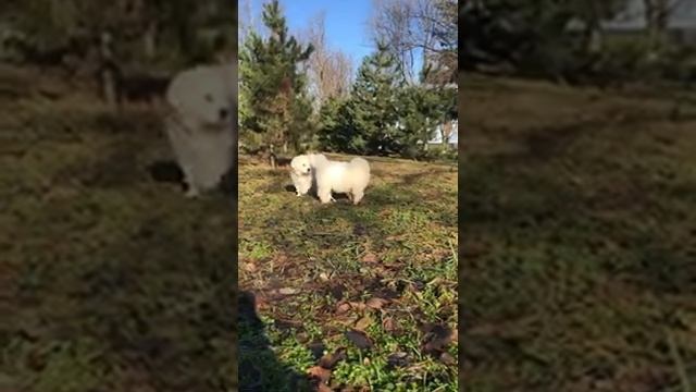 Польская Подгалянская овчарка(щенки)