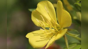 Энотера ночная свеча ? oenothera flower #энотера#цветокэнотера