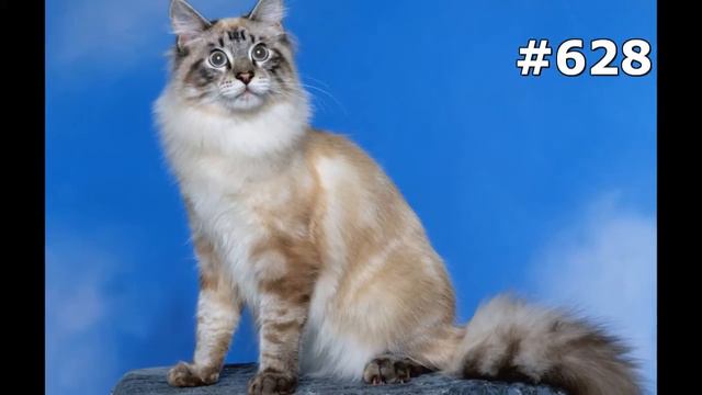 #628. Кошки (В мире животных) смотреть онлайн