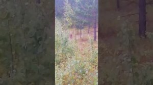 Изюбр на солонце