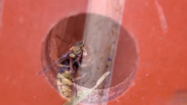 Эти милые, милые... шершни! :) смотреть онлайн