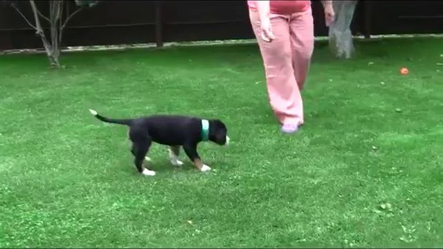 Щенки большой швейцарский зенненхунд смотреть онлайн