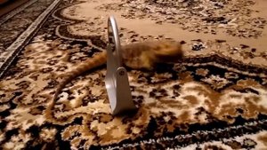 Бородатая агама и зеркало