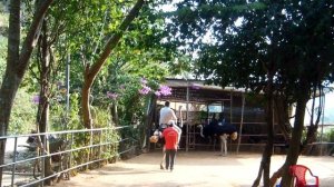 Вьетнам 2016, поездка в Далат. Катание на страусе