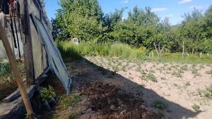 Как правильно посадить помидоры на даче
