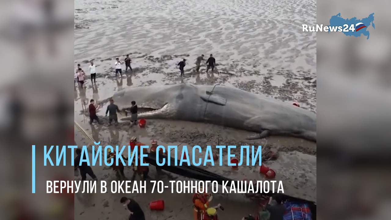 Китайские спасатели вернули в океан 70-тонного кашалота