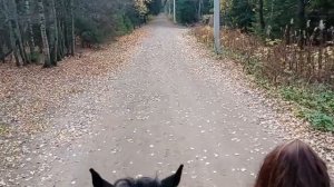 Прогулка на лошадях  День Рождения