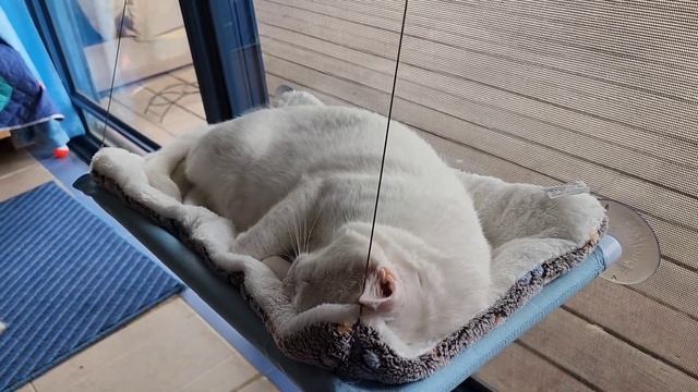 Страшилкин немного приболел, завтра к ветеринару. ❤️