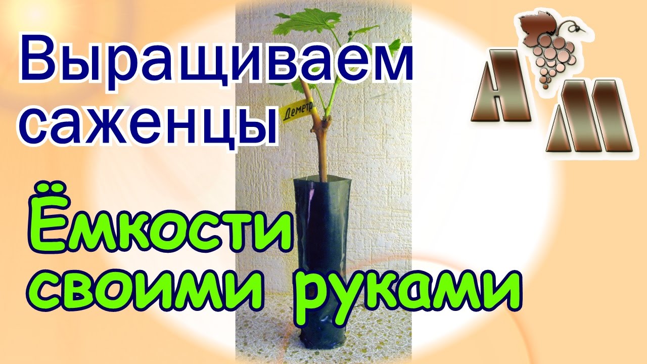 ? Ёмкости (контейнеры) для выращивания саженцев винограда - 2. Как сделать?