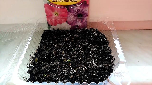 Всходы петунии на 6 день. Petunia seedlings on day 6