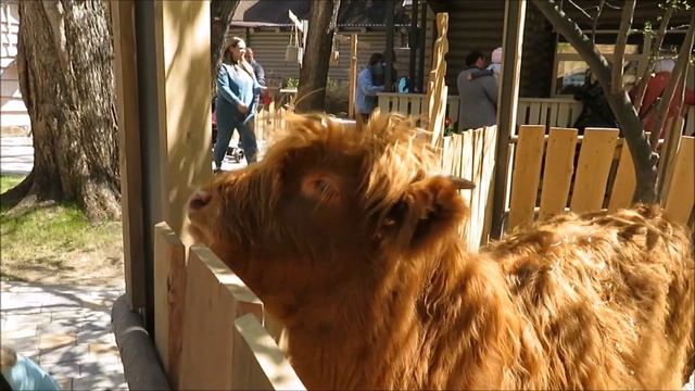 Телёнка хайлендов Лёню кормят посетители 19.05.2023 смотреть онлайн