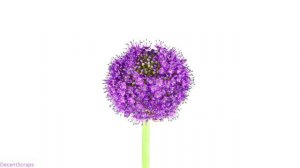 Allium Flower Blooming, time lapse, Amazing Nature