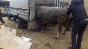 Бык Швиц выход мяса забой