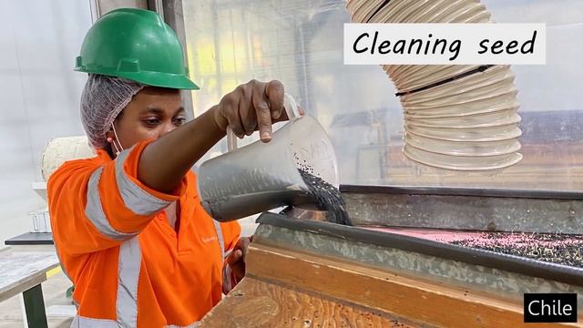 PanAmerican Seed Looking Forward смотреть онлайн