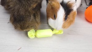 СВИНКА БУЗЯ НАРЯЖАЕТСЯ В КОСТЮМ НА ХЭЛЛОУИН И СОБИРАЕТ КОНФЕТЫ | ТИМОФЕЙ ЗАКОЛДОВАЛ БУЗЮ