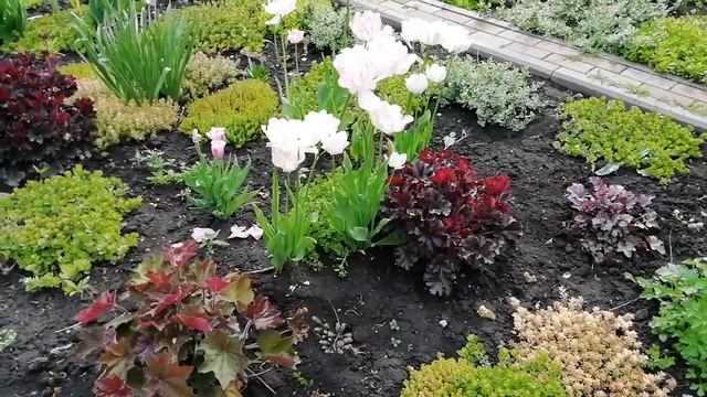 #тюльпаны#сирень Какую выбрать сирень смотреть онлайн