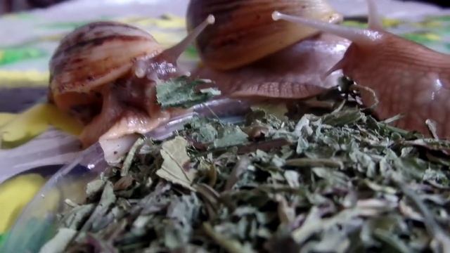 Гигантская африканская улитка ахатина (Achatina immaculata )Питание зимой. Травяная смесь смотреть онлайн