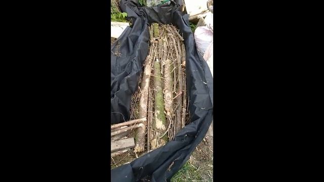 Сажаем Голубику в Московской Области смотреть онлайн