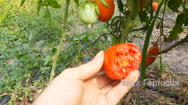 Гавайская сигара, рассмотрим какая она?
