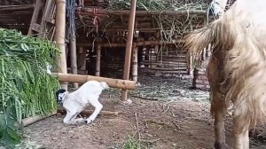 cara mengatasi kambing yang tidak keluar air susunya