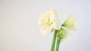 Growing Amaryllis for the first time!