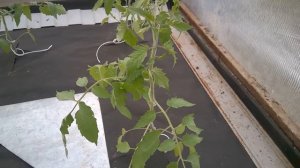 выращивание томатов в теплице (1 часть) посадка