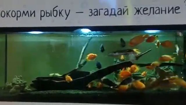 Москва.Аквариум в Детском мире смотреть онлайн