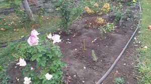 Проснулись почки у роз осенней посадки. Что делать?