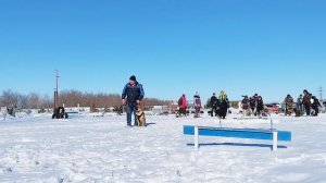 Дрессировка собак в Омске - ОЦССС