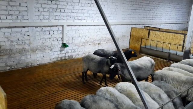 Тез көрүңүз! ~ Кыргызстанга ДОРПЕР койлору биринчи жолу алынып келинди ~ Эксперимент жасап жатат смотреть онлайн