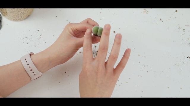 How I Plant My Conophytum | The Cutest Plants On Earth ?? [Eng Sub]