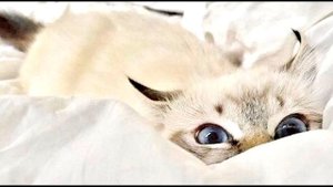 Внутренние органы кошек