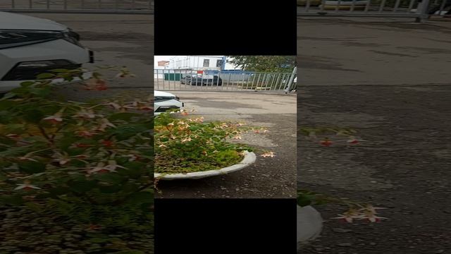 Фуксии в сентябре