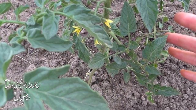 ДАЧНЫЙ ВЛОГ: Тент для ПЕРЦЕВ, ОПОРА для ТОМАТОВ и урааа первый ПОМИДОР) смотреть онлайн