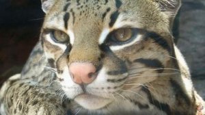 Кот -оцелот
