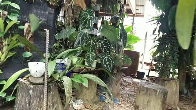 @ Anggrek Spesies Borneo// Coelogyne Speciosa смотреть онлайн